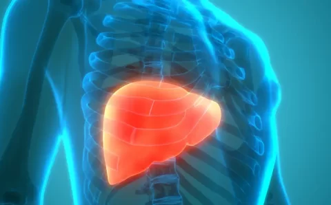Modo de vida ocidental estimula acúmulo de gordura no fígado