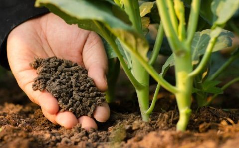 Adubos orgânico, químico ou biológico: como escolher o melhor para o seu plantio