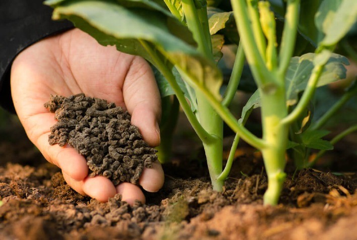 Adubos orgânico, químico ou biológico: como escolher o melhor para o seu plantio