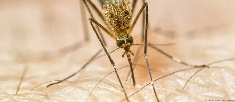 Como as mudanças climáticas estão nos deixando doentes