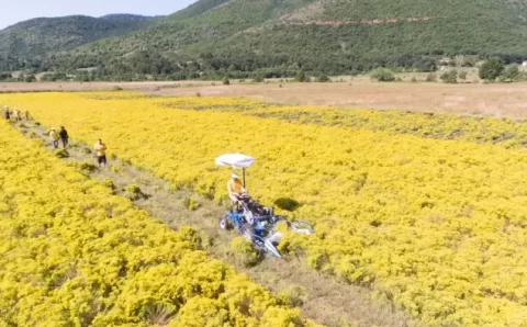 Empresas apostam em plantas que coletam metais estratégicos