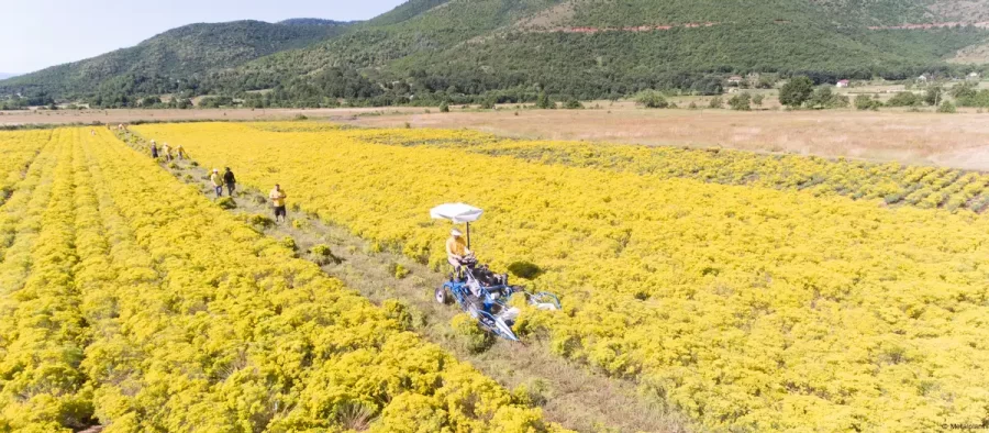 Empresas apostam em plantas que coletam metais estratégicos