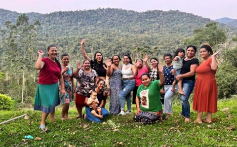 Os indígenas que estão plantando uma floresta de araucárias