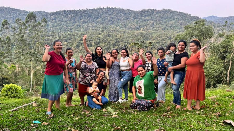 Os indígenas que estão plantando uma floresta de araucárias