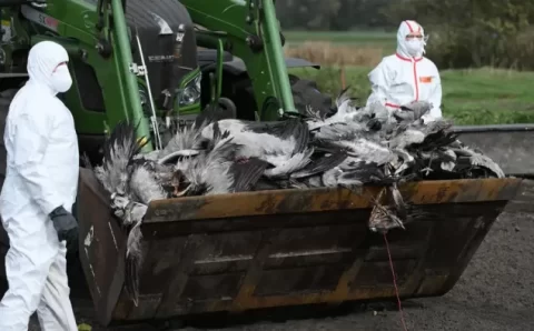 Alemanha sacrifica 500 mil aves para conter gripe aviária