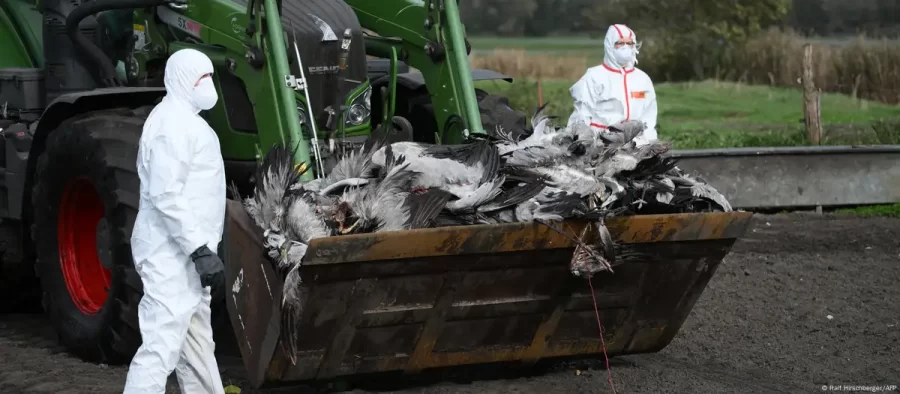Alemanha sacrifica 500 mil aves para conter gripe aviária