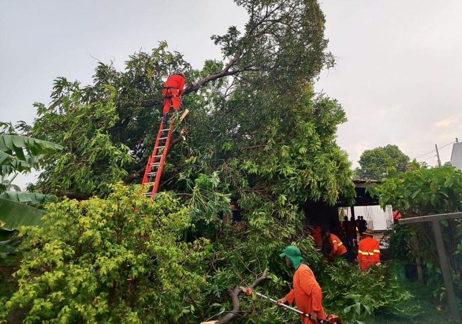 Equipe da 6ª CIBM foi acionada após forte chuva com ventos intensos, que causaram a queda da árvore