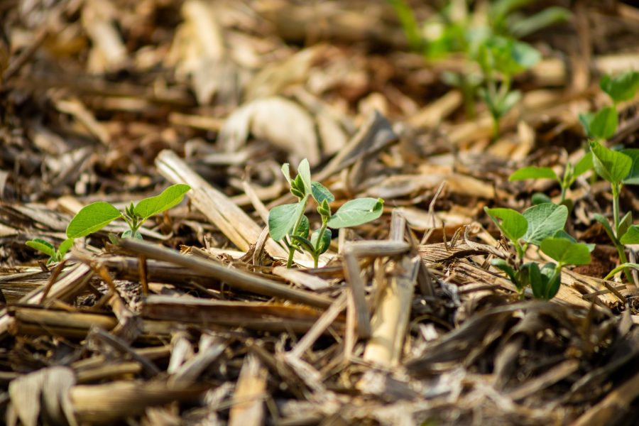 MT:  Aprosoja MT alerta que atraso nas chuvas pode prejudicar o andamento da safra 25/26 de soja