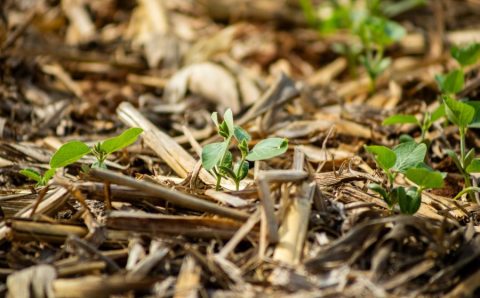 Aprosoja MT alerta que atraso nas chuvas pode prejudicar o andamento da safra 25/26 de soja