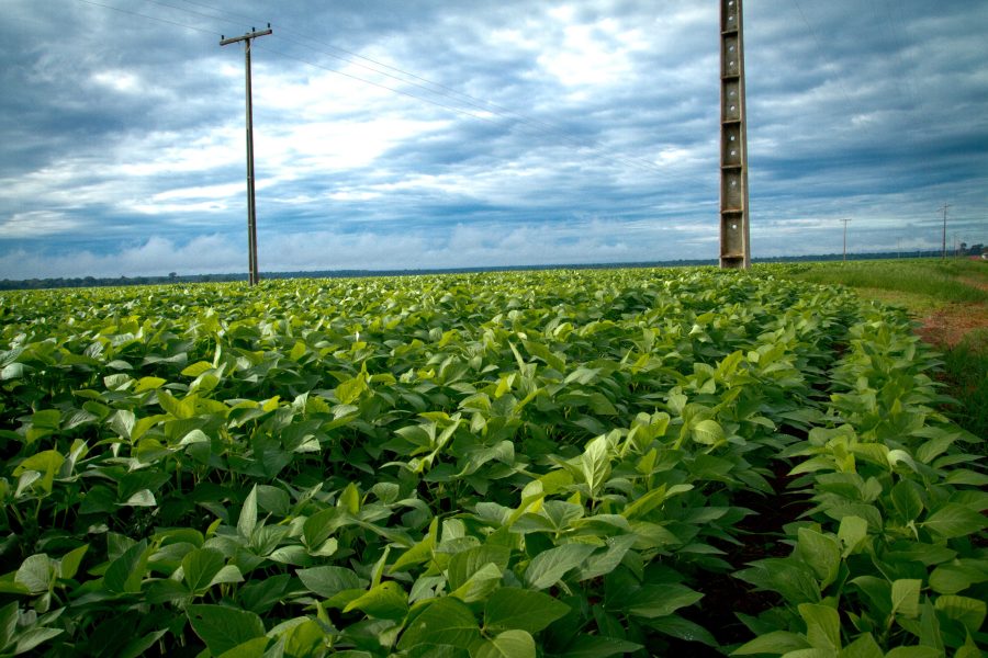 MT:  Aprosoja MT participa de audiência sobre concessão da Energisa e reforça cobrança por melhorias no campo