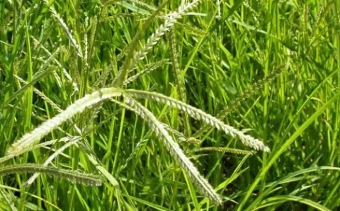 Capim-pé-de-galinha pode causar perdas de até 50% na produção de soja; saiba como agir