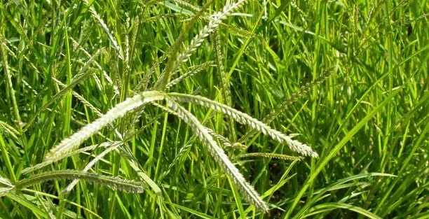 Capim-pé-de-galinha pode causar perdas de até 50% na produção de soja; saiba como agir