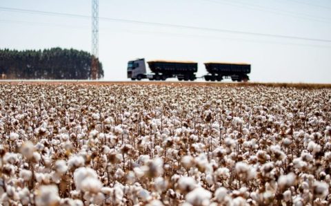 MT:  Mato Grosso quebra recorde na safra de algodão 24/25 e consolida Brasil como potência mundial na fibra