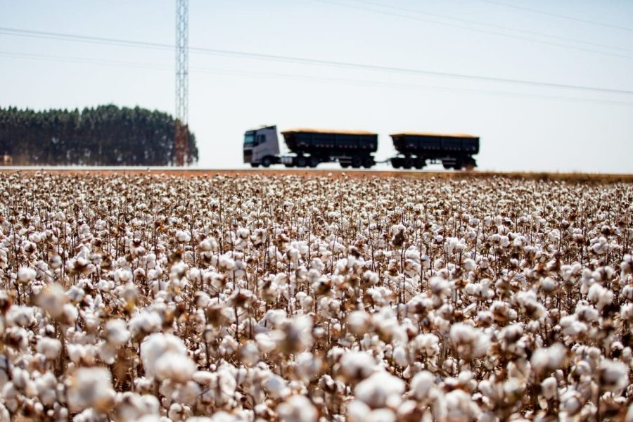 MT:  Mato Grosso quebra recorde na safra de algodão 24/25 e consolida Brasil como potência mundial na fibra