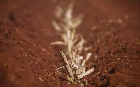 Estudo reforça a importância do fertilizante orgânico para o solo e produtividade