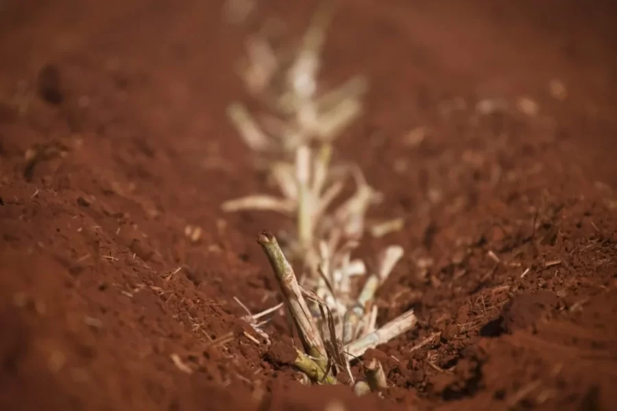 Estudo reforça a importância do fertilizante orgânico para o solo e produtividade