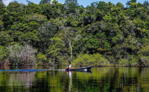 Em 2025, desmatamento tem redução de 11,08% na Amazônia e 11,49% no Cerrado