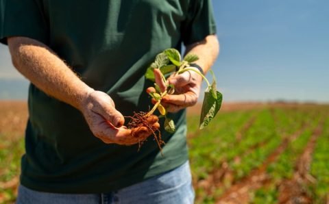MT:  Plantio de soja se estende e irregularidade das chuvas preocupa produtores em todo o Mato Grosso