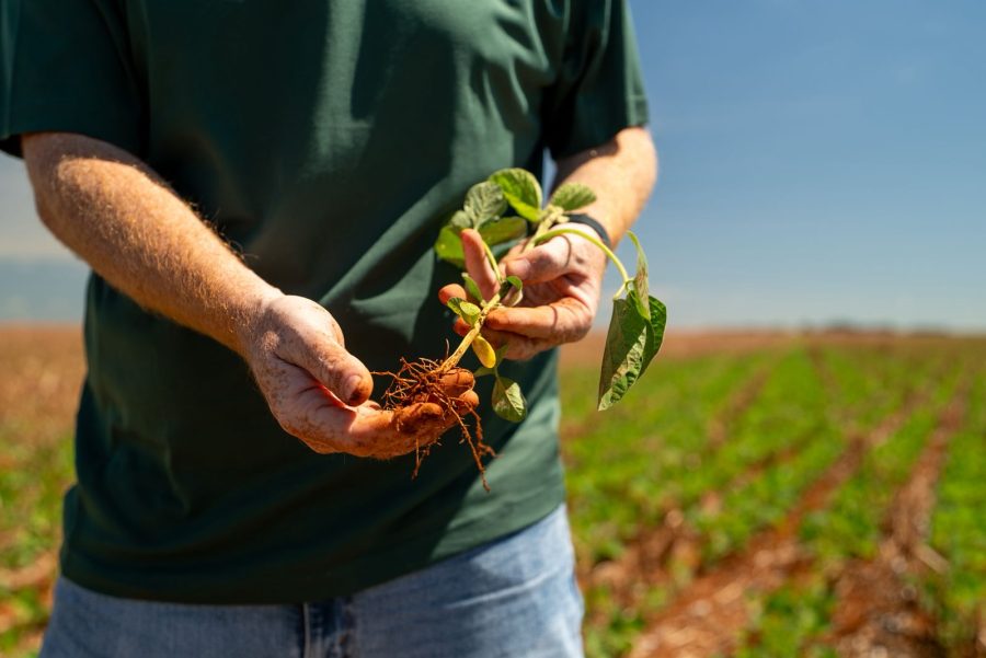 MT:  Plantio de soja se estende e irregularidade das chuvas preocupa produtores em todo o Mato Grosso