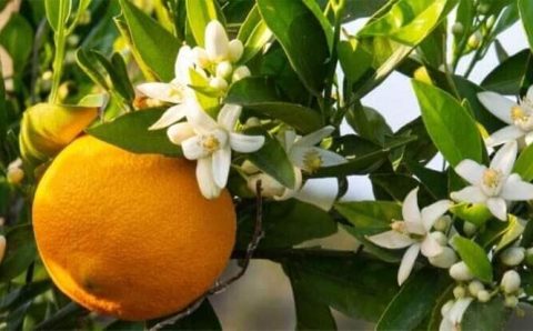 Chuva no final de setembro favorece florada, mas volume preocupa citricultores