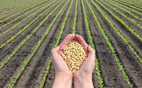 Foco no plantio reduz oferta e eleva preços da soja no Brasil