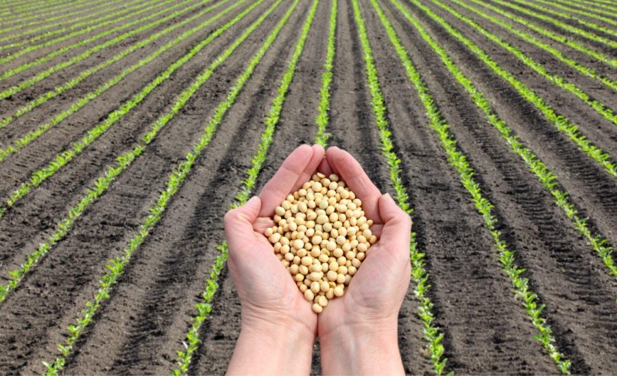 Foco no plantio reduz oferta e eleva preços da soja no Brasil