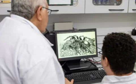 Sangue de aranha brasileira tem potencial contra fungos resistentes