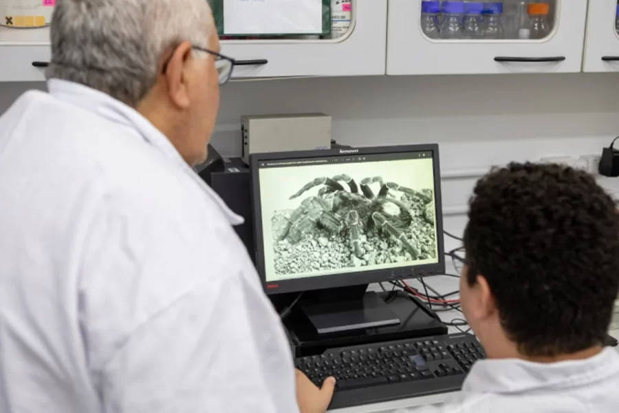 Sangue de aranha brasileira tem potencial contra fungos resistentes