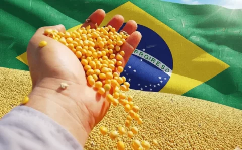MT:   Maior produção e tensões comerciais entre China e EUA pressionam preço da soja em Mato Grosso