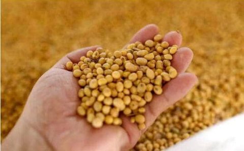 Alta do dólar e nova tarifa dos EUA à China impulsionam preço da soja no Brasil