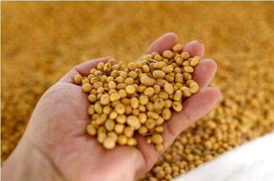 Alta do dólar e nova tarifa dos EUA à China impulsionam preço da soja no Brasil