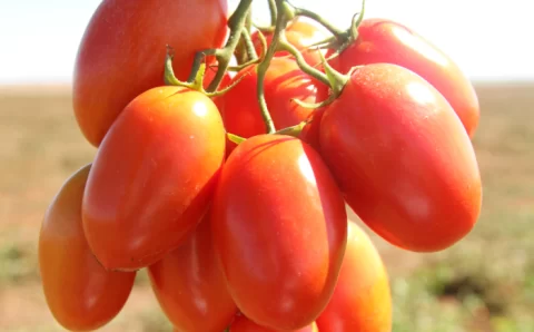 MT:  Custo da Cesta Básica em Cuiabá sobe 2,30%; tomate dispara 48% e volta a pressionar preços