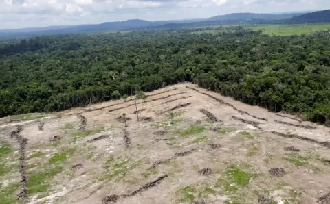 Como o desmatamento causa quase 30 mil mortes por ano no mundo