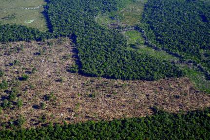 Aumento no desmatamento em Mato Grosso ameaça compromissos climáticos, alerta ICV