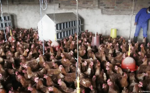 China suspende embargo à carne de frango brasileira