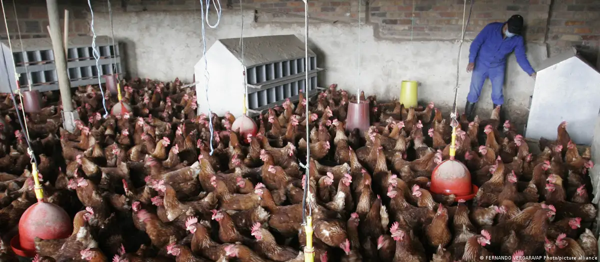 China suspende embargo à carne de frango brasileira