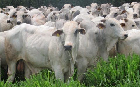 Pecuária brasileira deve reduzir emissões em até 92,6% até 2050, aponta estudo da FGV