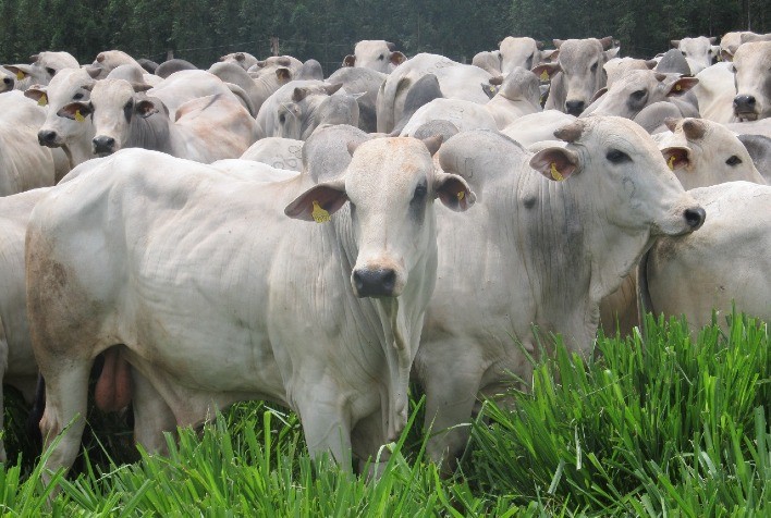 Pecuária brasileira deve reduzir emissões em até 92,6% até 2050, aponta estudo da FGV