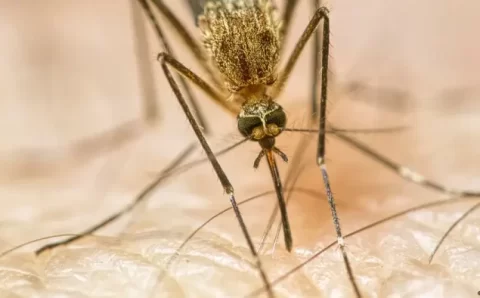 Como as mudanças climáticas estão nos deixando doentes