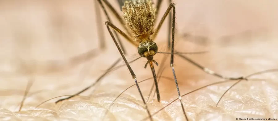 Como as mudanças climáticas estão nos deixando doentes