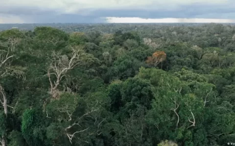 Alemanha anuncia € 1 bi para fundo de florestas do Brasil