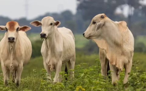 MT:  Com tarifas menores nos EUA, Famato prevê ampliar exportações de carne bovina de Mato Grosso