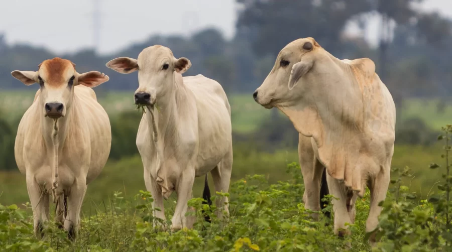 MT:  Com tarifas menores nos EUA, Famato prevê ampliar exportações de carne bovina de Mato Grosso