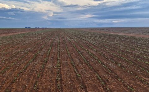 MT:  Semeadura da soja em Mato Grosso avança rapidamente e já cobre mais da metade das lavouras