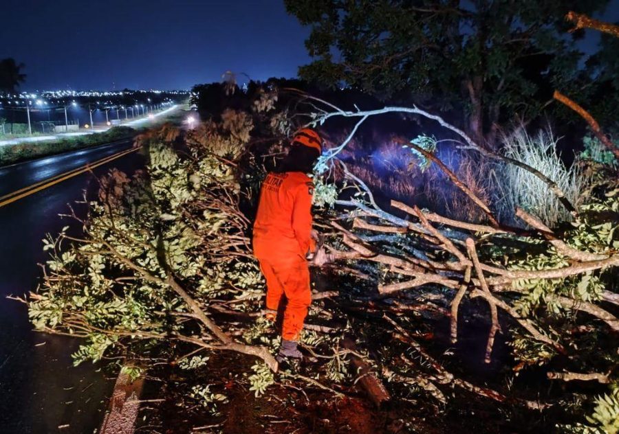 Corpo de Bombeiros realiza corte e remoção de árvore que obstruía pista de rodovia