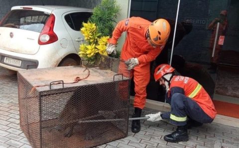 Corpo de Bombeiros resgata capivara que estava em pátio de loja de máquinas agrícolas