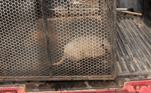 Corpo de Bombeiros resgata tatu-galinha que estava em área urbana de município