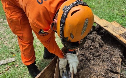 Corpo de Bombeiros resgata filhote de arara-canindé após queda de palmeira