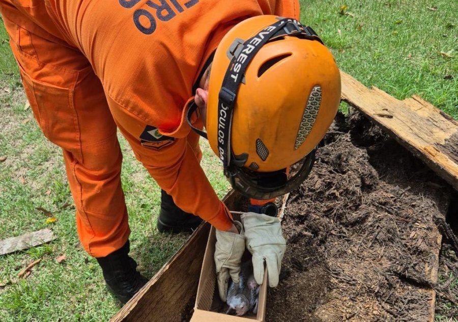 Corpo de Bombeiros resgata filhote de arara-canindé após queda de palmeira