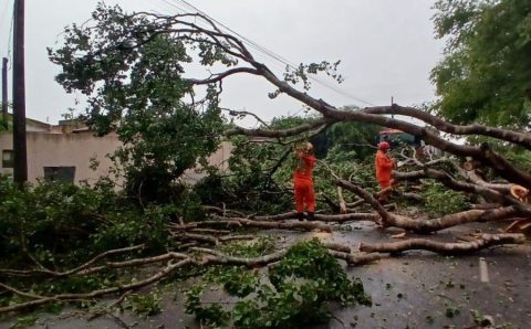 Corpo de Bombeiros registra aumento de 58,6% nas ocorrências de queda de árvores em 2025